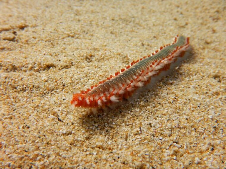 snorkeling-guided-tour-in-beautiful-marathopoli