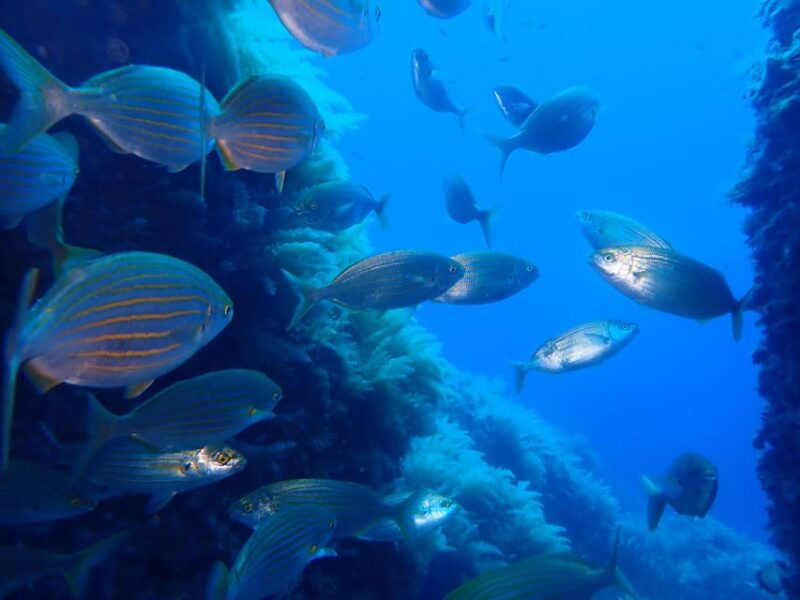 snorkeling-guided-tours-for-tha-all-family