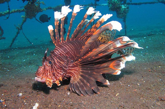 Snorkeling in Amed and Tulamben - Final Thoughts