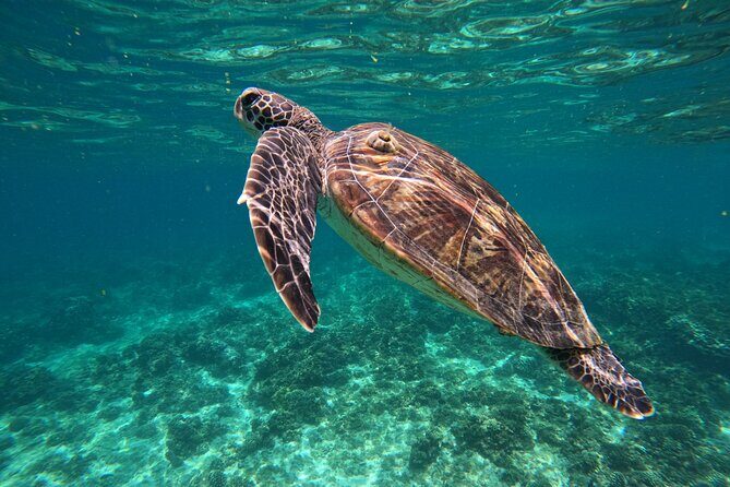 Snorkeling in Daymaniat Island - In-Depth Look at the Itinerary