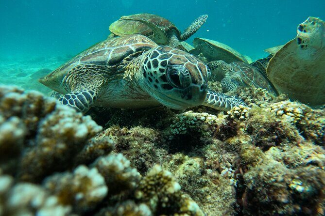 Snorkeling in Daymaniat Island - Final Thoughts: Who Will Love This Tour?