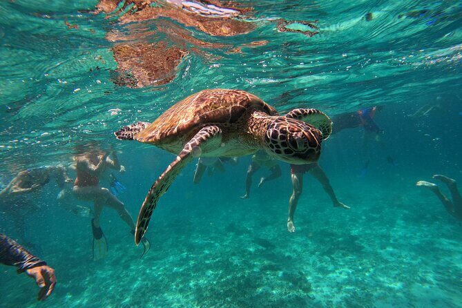 Snorkeling in Daymaniat Island - Frequently Asked Questions