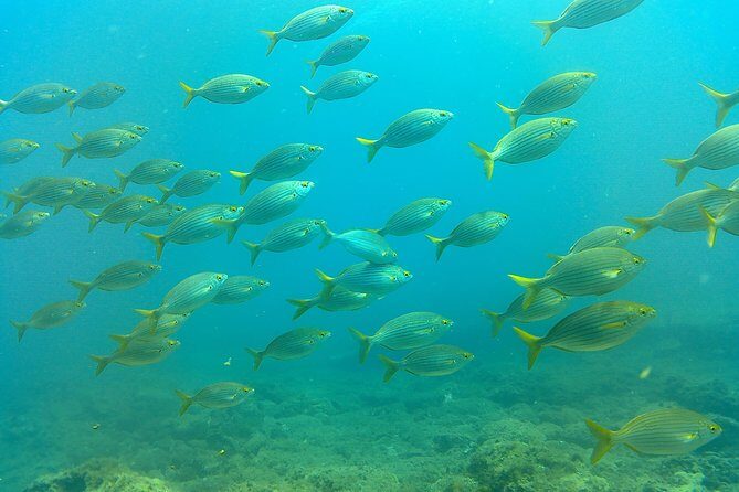 Snorkeling in Gran Canaria with Hotel Pick-up - How the Tour Enhances Your Gran Canaria Holiday
