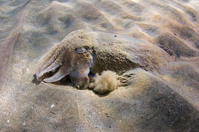 Snorkeling in Gran Canaria with Hotel Pick-up - What Travelers Say