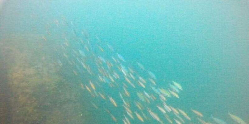 snorkeling-in-hikkaduwa