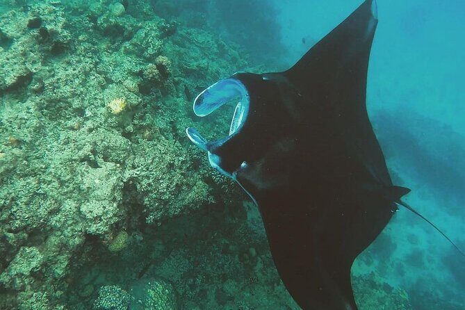Snorkeling In Nusa Penida Island With Manta Ray From Bali - Final Thoughts: Is This Tour Right for You?