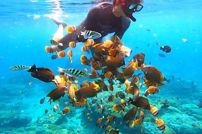 Snorkeling In Nusa Penida Island With Manta Ray From Bali - Final Words