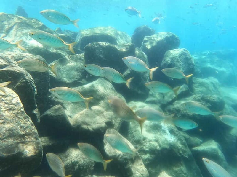 Snorkeling in tenerife south: Discover the underwater world - Key Points
