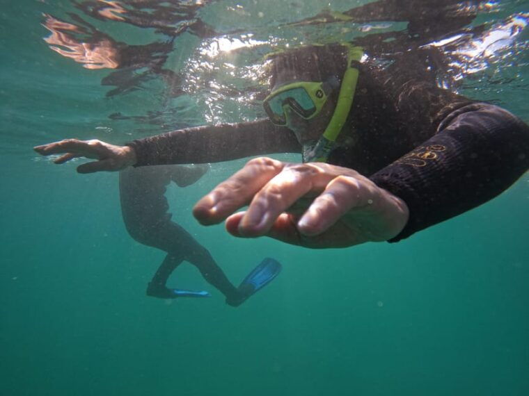 snorkeling-in-tenerife-south-discover-the-underwater-world