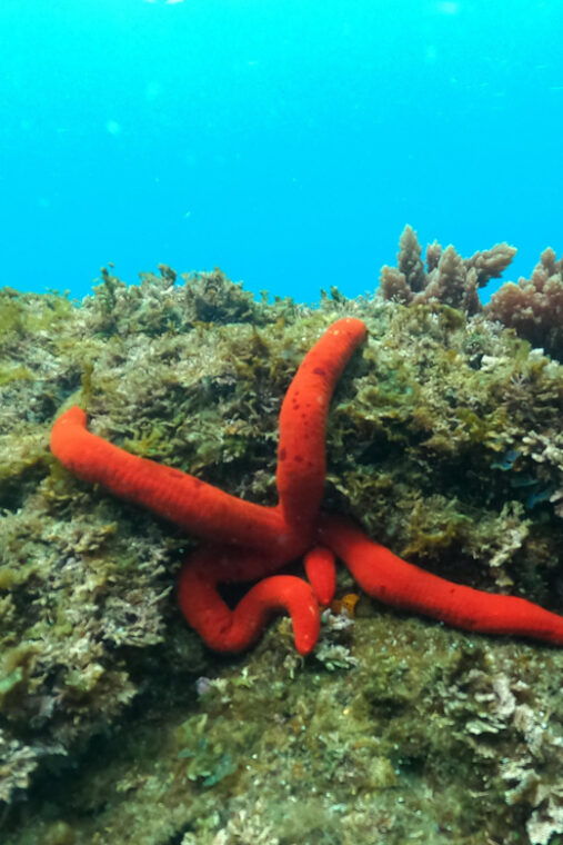 snorkeling-in-terceira-island