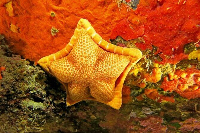 Snorkeling in the Marine Protected Area of Capo Carbonara - Who Will Love This Snorkeling Experience?