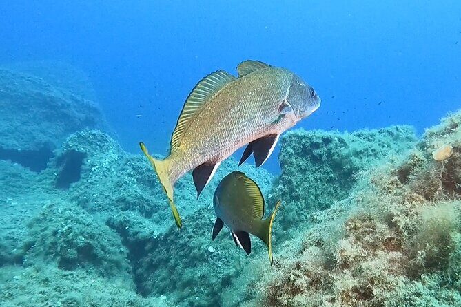 Snorkeling in the Marine Protected Area of Capo Carbonara - Final Thoughts