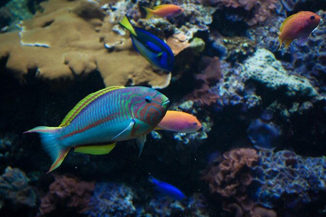 snorkeling-in-the-plemmirio-marine-protected-area-in-syracuse