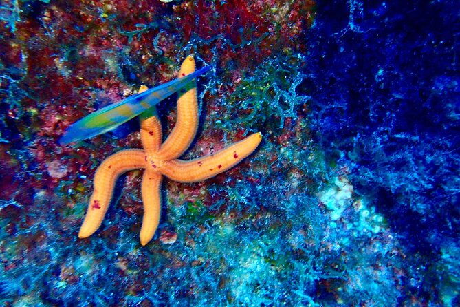 snorkeling-in-the-plemmirio-marine-protected-area-in-syracuse