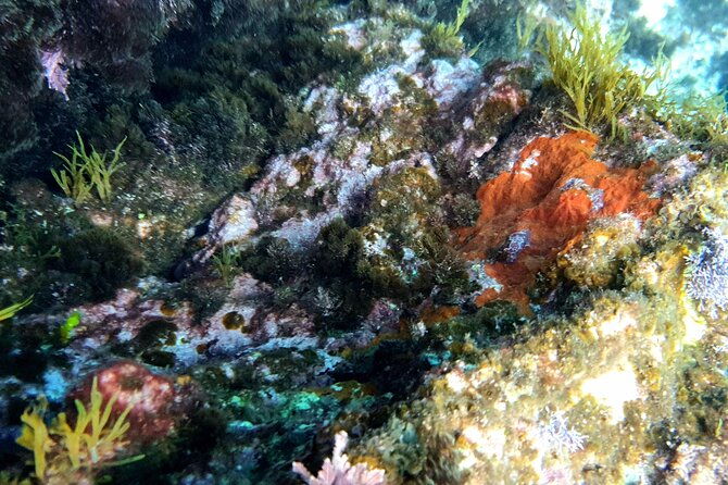 snorkeling-in-ustica-observation-of-marine-flora-and-fauna-2
