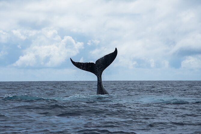 Snorkeling Lagoon Cruise and Whale Watching in Moorea - Exploring the Itinerary: What to Expect and Why It Matters