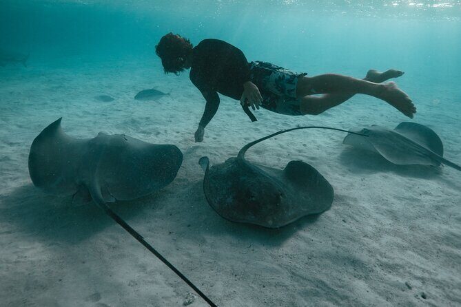 Snorkeling Lagoon Cruise and Whale Watching in Moorea - Practical Tips for Travelers