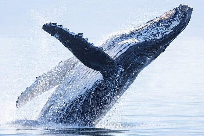 Snorkeling Lagoon Cruise and Whale Watching in Moorea - FAQs
