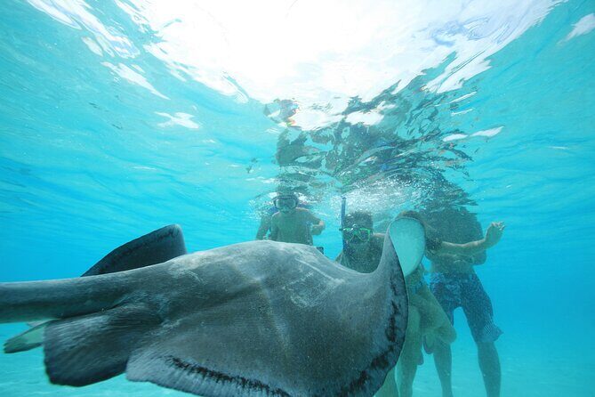 Snorkeling Lagoon Cruise and Whale Watching in Moorea - Final Thoughts