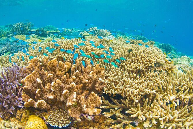 Snorkeling Manta Rays, Land Tour Tembeling Pool & Kelingking - FAQs