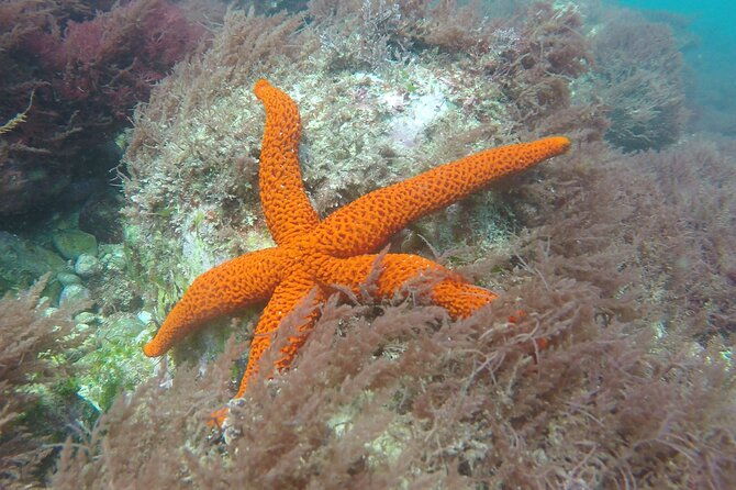 snorkeling-marine-park-discovery