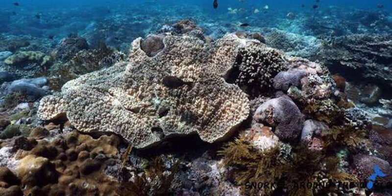 snorkeling-nusa-penida-expedition-4-point