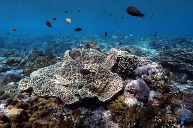 snorkeling-nusa-penida-expedition-4-point