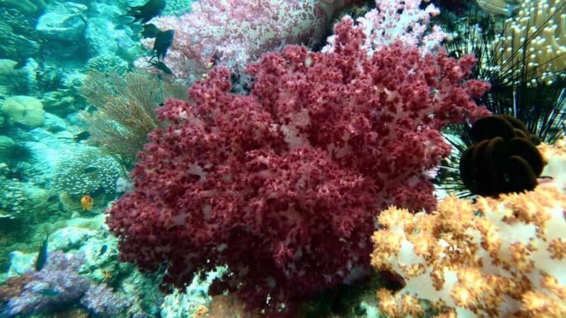 Snorkeling program 1 private boat lunch included - Key Points