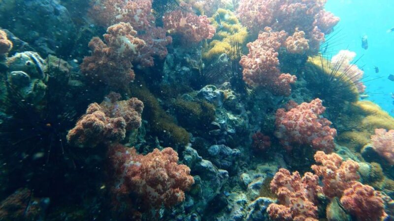 Snorkeling program 1 private boat lunch included - Additional Tips