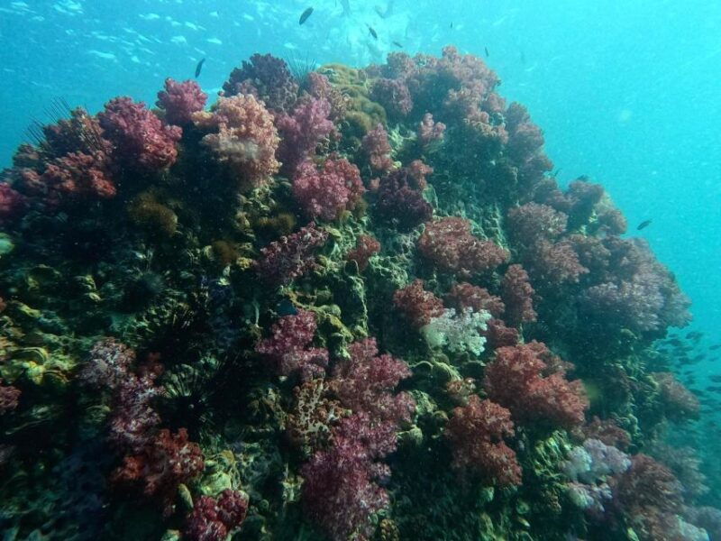 snorkeling-program-1-private-boat-lunch-included