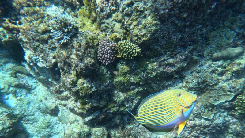 Snorkeling St-Pierre Marine Park and Anse Petite Cour - Key Points