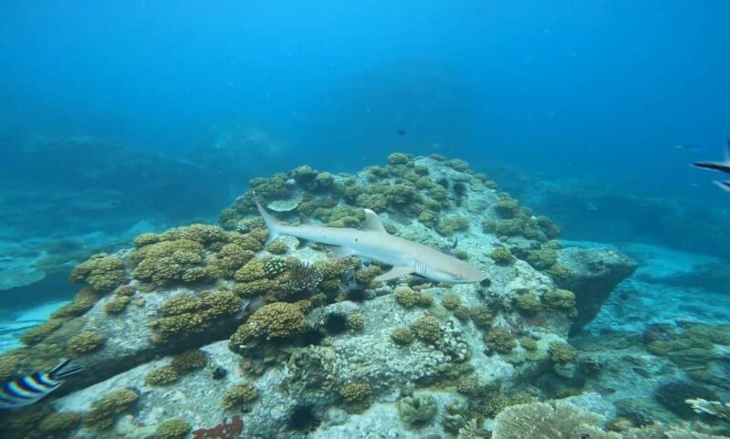 Snorkeling St-Pierre Marine Park and Anse Petite Cour - Who Should Book This Tour?