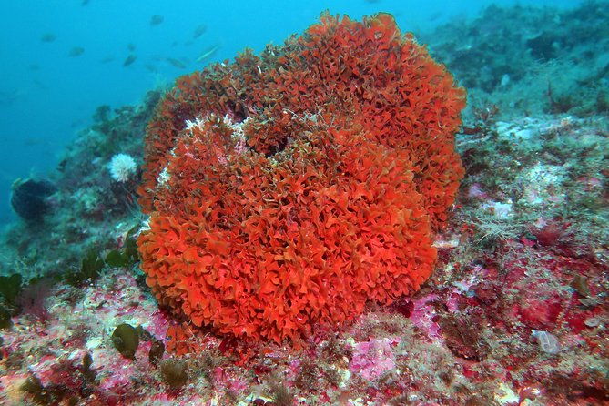 snorkeling-tour-around-the-isola-bella-nature-reserve
