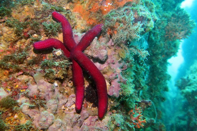 snorkeling-tour-around-the-isola-bella-nature-reserve