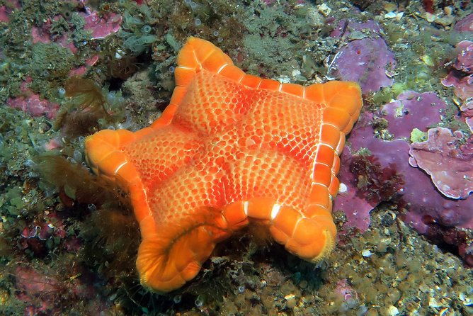 snorkeling-tour-around-the-isola-bella-nature-reserve