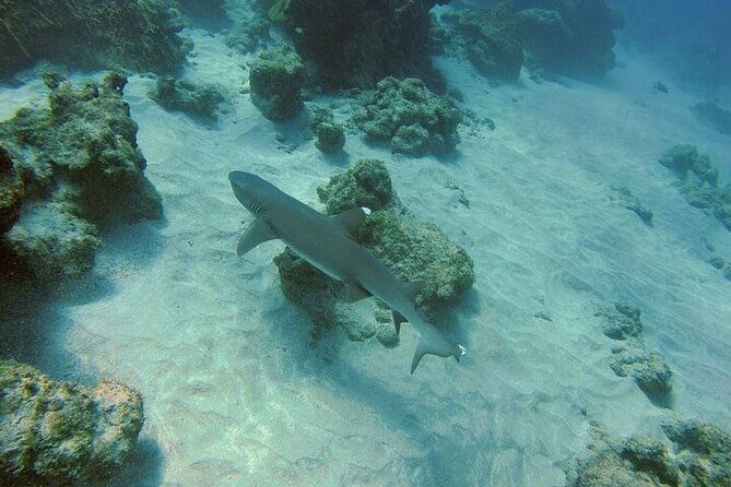 snorkeling-tour-at-cano-island