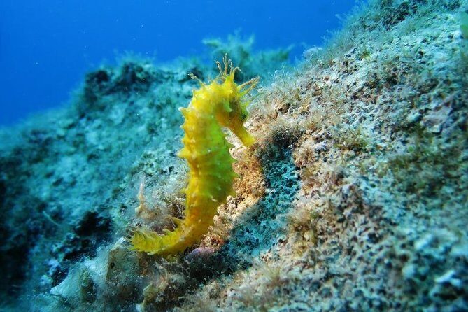 Snorkeling tour coast to coast Taormina & Isola Bella - Key Points