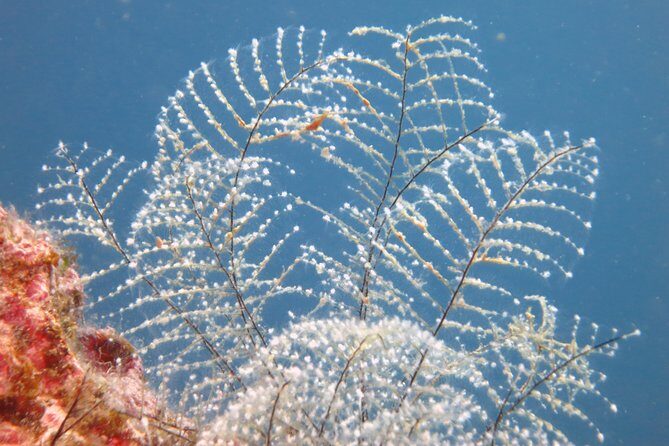 Snorkeling tour coast to coast Taormina & Isola Bella - Equipment & Safety Measures