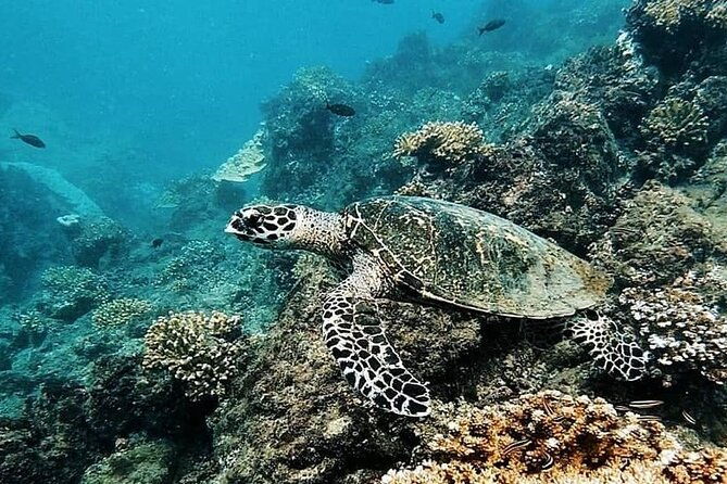 snorkeling-tour-in-cano-island-with-lunch