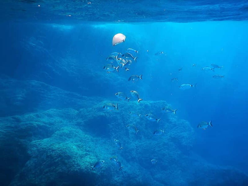 Snorkeling Tour in Levanto: Discover the Wonders of the Sea! - Practical Details and Value