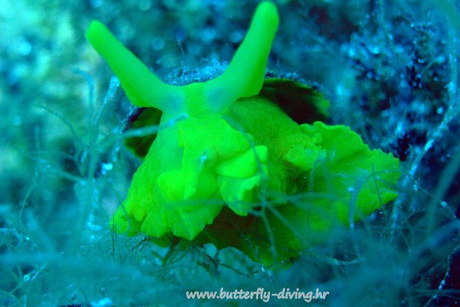 Snorkeling tour Makarska Riviera, islands of Hvar or Bra - What to Expect from the Snorkeling Tour