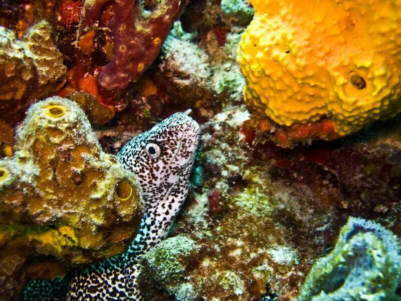 Snorkeling tour plus Isla Mujeres Private Tour - FAQ