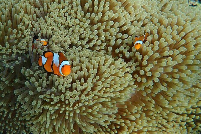 Snorkeling Tour to Coral & Maiton & Racha Island from Phuket - Exploring the Itinerary: What to Expect on This Snorkeling Adventure