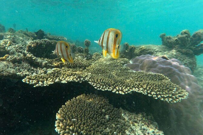 Snorkeling tour to South of Phu Quoc Island & BBQ ( Max 10 PAX ) - Logistics and Practicalities