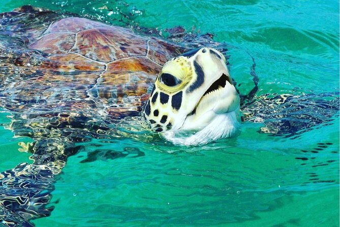 snorkeling-tour-to-vieques-island