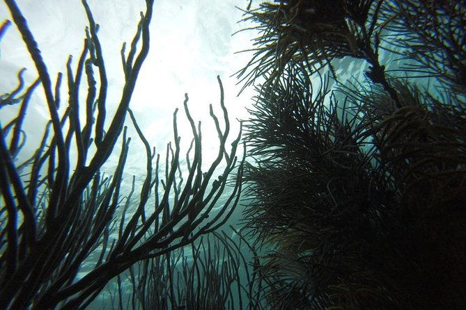 snorkeling-tour-with-light-refreshments