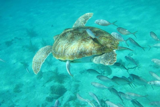 snorkeling-tour-with-light-refreshments