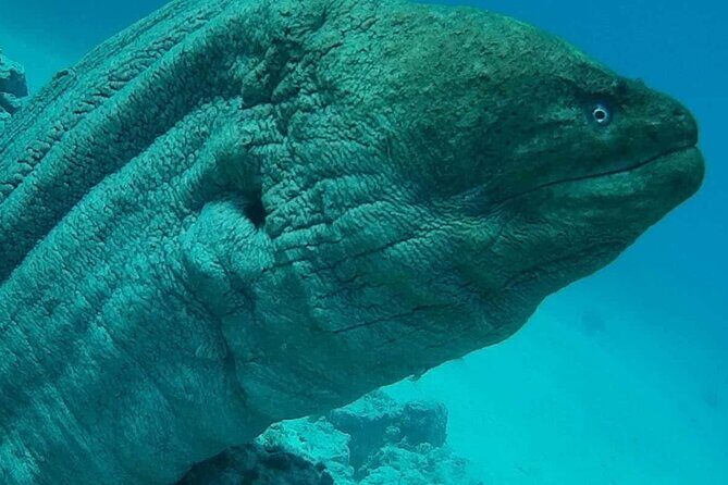 Snorkeling Tours Hurghada Boat excursions Orange bay Trip - The Journey to Orange Bay