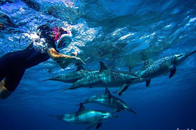 Snorkeling Trip At Satayh Dolphin Reef - Key Points