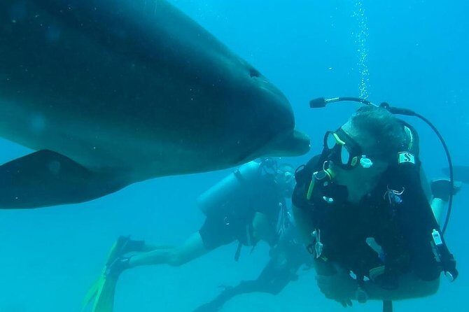 Snorkeling Trip At Satayh Dolphin Reef - What’s Included & What’s Not